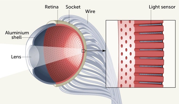 Photo-sensitive nanowires mimic the retina of a human eye