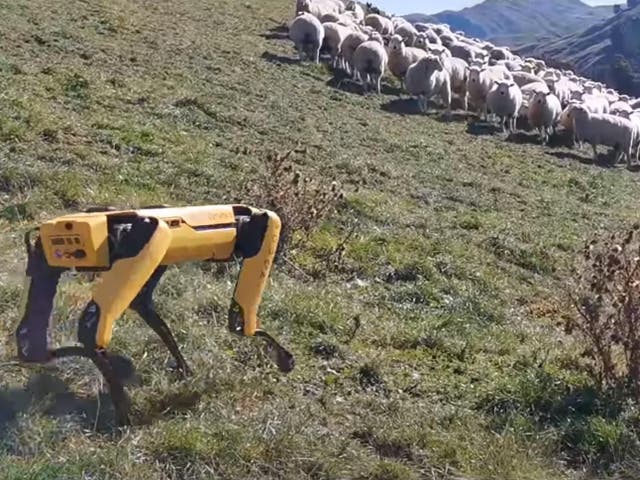 The robot Spot, developed by Boston Dynamics, could be controlled remotely from the other side of the world to perform tasks like herding sheep