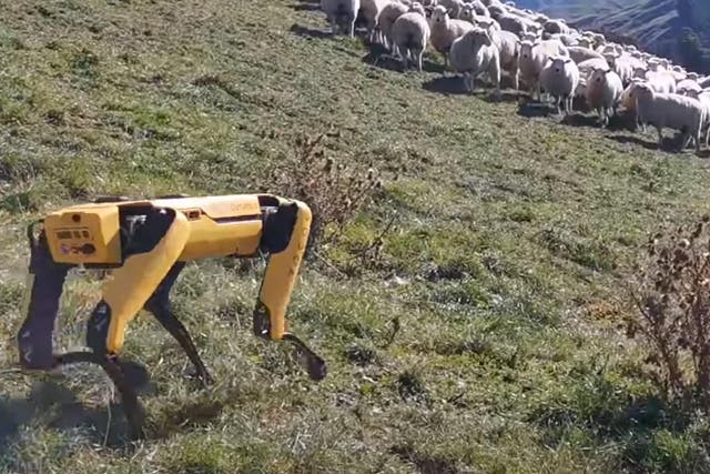 The robot Spot, developed by Boston Dynamics, could be controlled remotely from the other side of the world to perform tasks like herding sheep