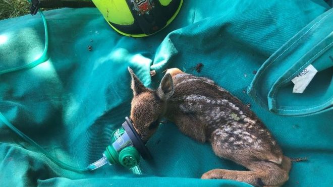 The baby deer was in a bid way when fire crews found it in shrubland