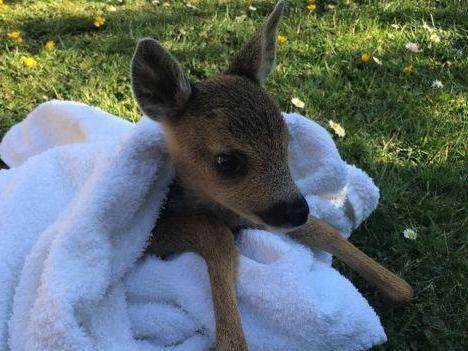 Baby deer &apos;close to death&apos; saved by firefighters tackling major blaze