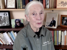 Dr Jane Goodall says we brought coronavirus pandemic 'on ourselves'​ 