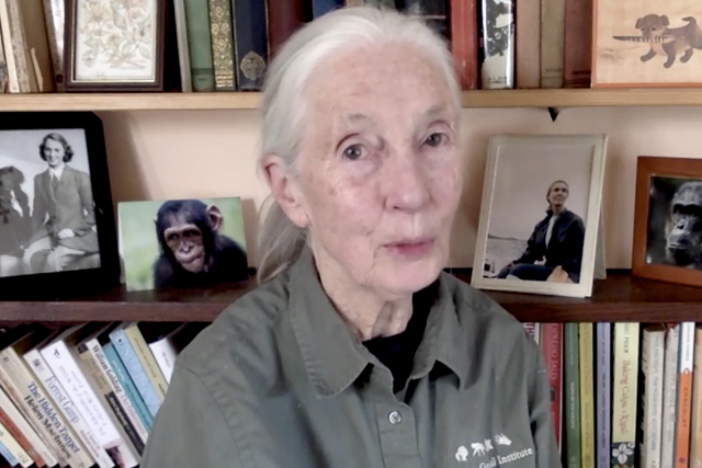 Dr Jane Goodall congratulates the Class of 2020 during the coronavirus pandemic