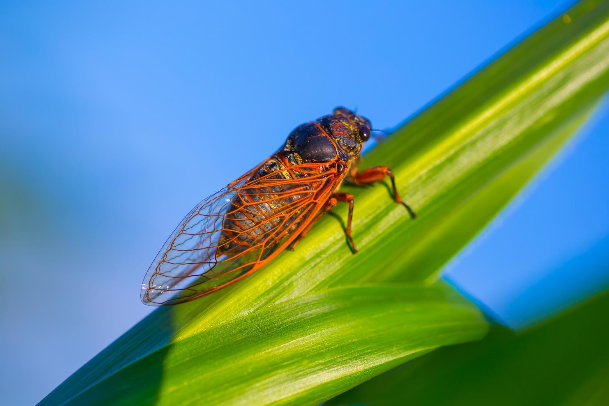 cicada locust