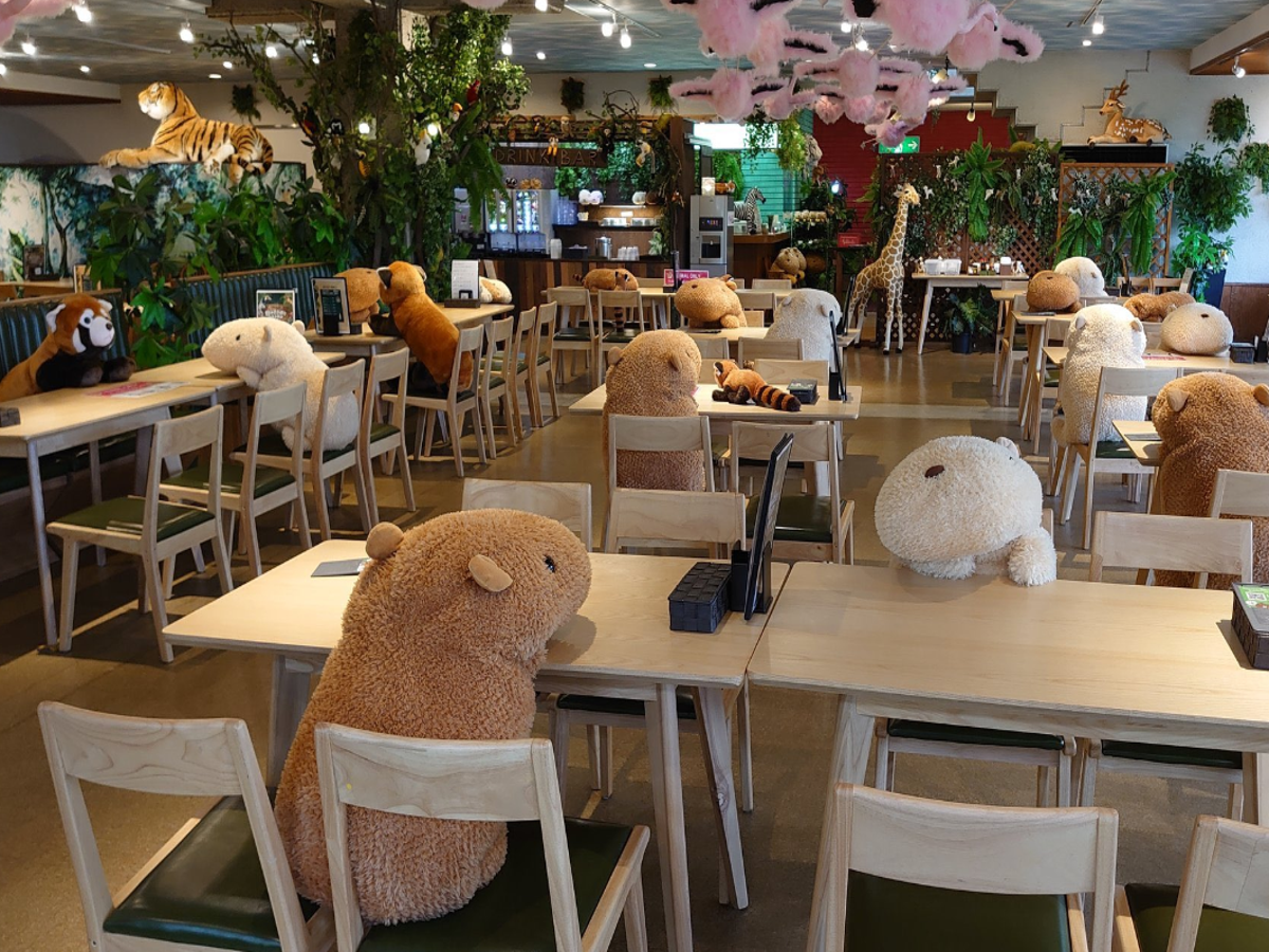 Café at Japanese zoo uses cuddly capybaras to enforce social distancing |  The Independent | The Independent