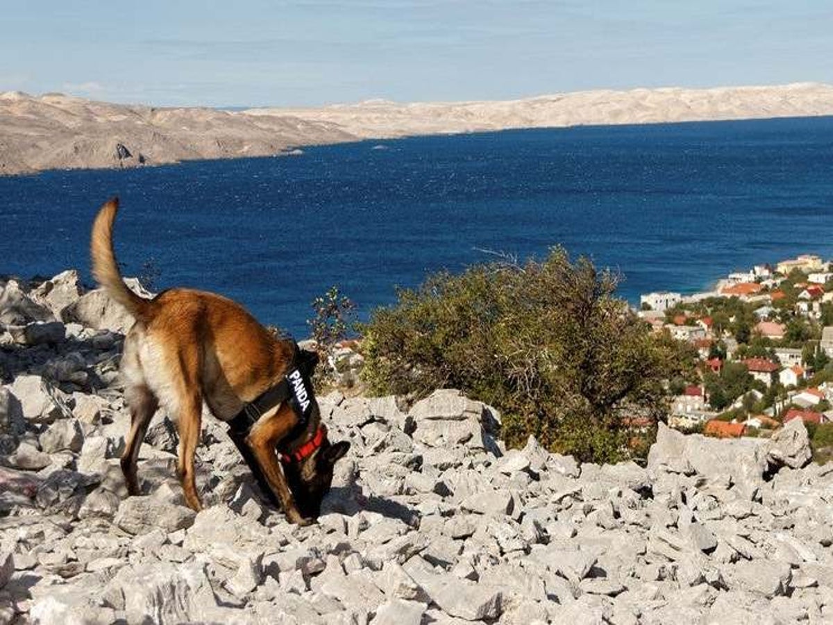 can cadaver dogs smell bones