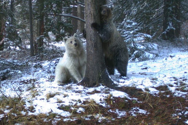 <p>File: A rare white grizzly bear was spotted in the Canadian Rockies</p>