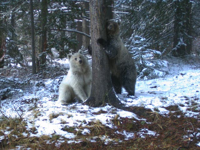 <p>File: A rare white grizzly bear was spotted in the Canadian Rockies</p>