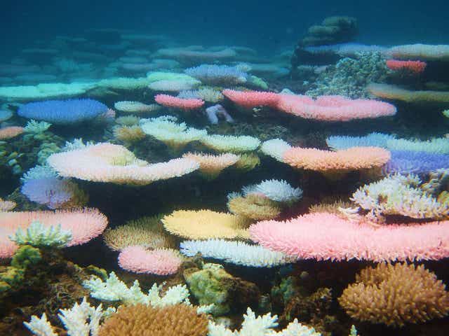 Corals during a colourful bleaching event in the Philippines in 2010