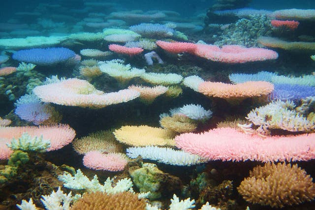 Corals during a colourful bleaching event in the Philippines in 2010