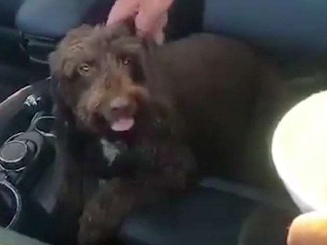 Volunteers and members of the public help a dog that was found in distress and 'panting' in a hot car in 27-degree heat