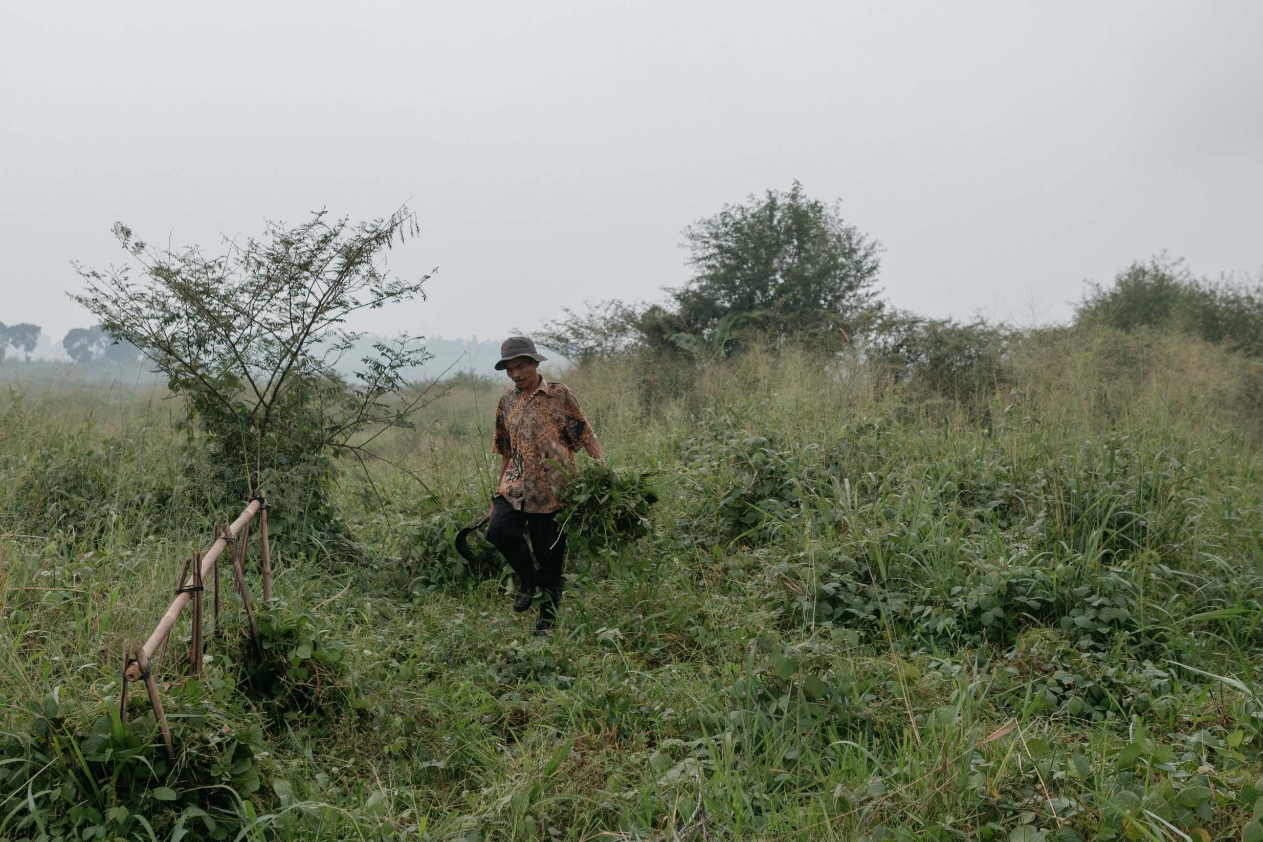 Adang, a villager in Ciletuh Hilir, looks for grass to feed his goat (The Washington Post)