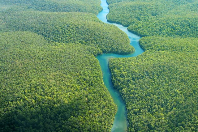 The Amazon is among the rainforests most at risk from rising temperatures