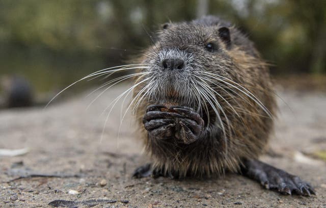 Cities’ critters are more aggressive, prompting CDC to issue guidance on how to deter them