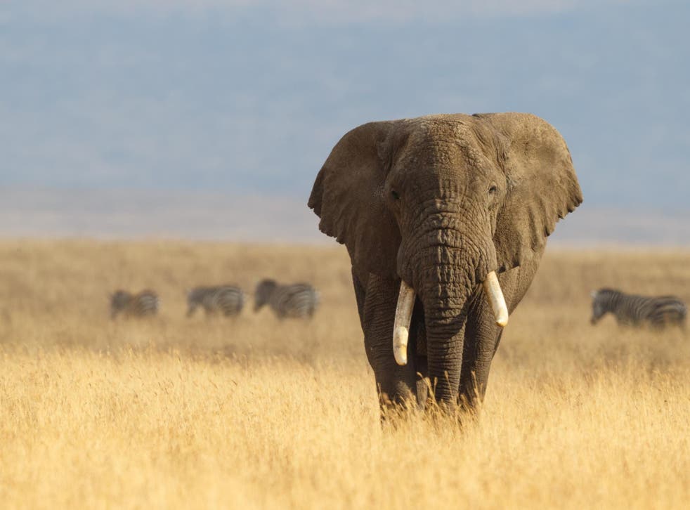 The culling of elephants in Africa was banned in 1995 but reintroduced in 2008 following a population boom