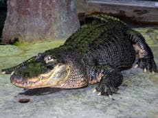 ‘Hitler’s alligator’ dies in Moscow at age of 84