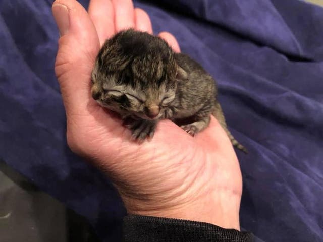 A kitten born with two faces was named Biscuits and Gravy, but died after winning the hearts of thousands