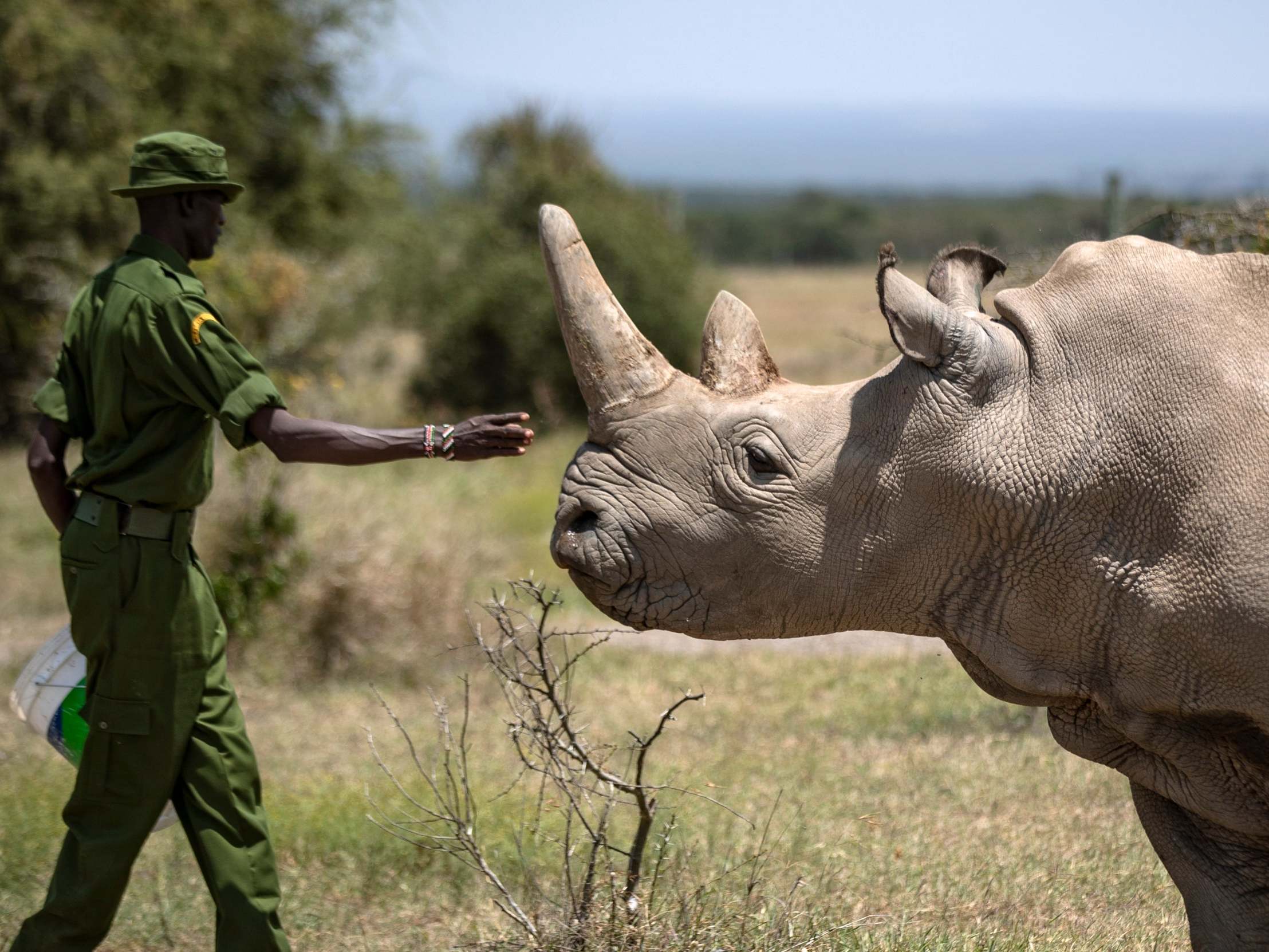 Najin, one of two remaining northern white rhinos, in her enclosure at Ol Pejeta Conservancy in Kenya