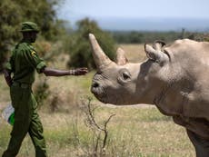 Efforts to save white rhino from extinction hampered by travel rules
