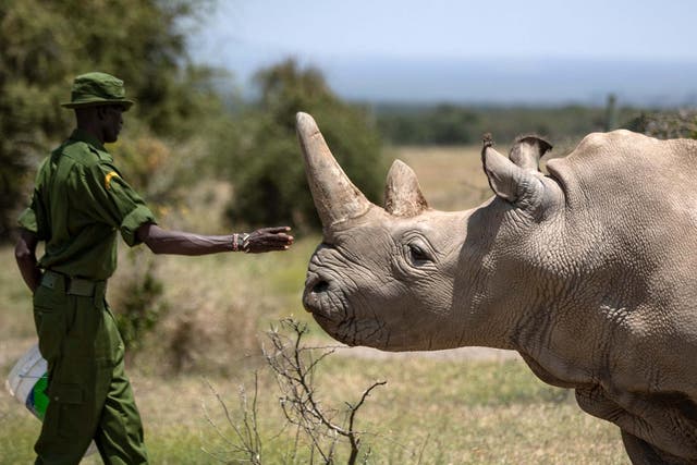 Najin, one of two remaining northern white rhinos, in her enclosure at Ol Pejeta Conservancy in Kenya