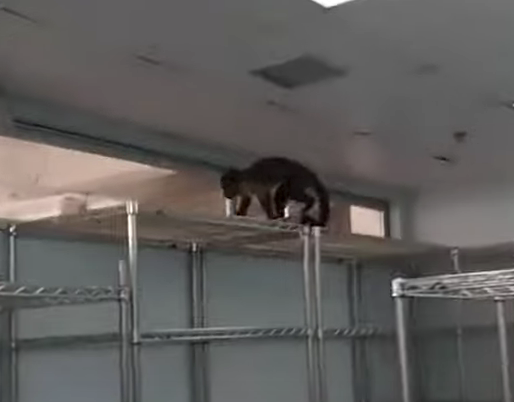 Hospital angrily denies snake discovered in operating theatre, insists only monkey was there