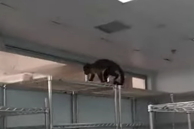 Monkey discovered in Trinidad hospital