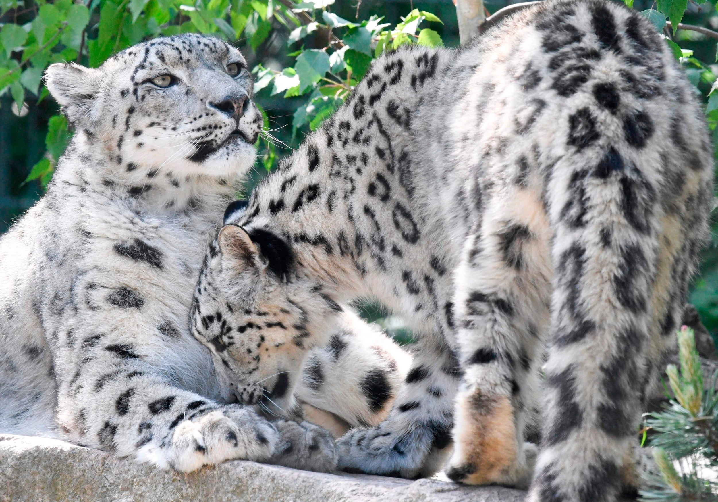 Snow leopards seen in Wilhelma botanical-zoological garden in Stuttgart, ten days after its reopening