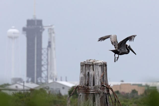 A pelican takes flight from its perch near the SpaceX Falcon 9 rocket with the Crew Dragon spacecraft at launch complex 39A at the Kennedy Space Center in Florida on May 25, 2020