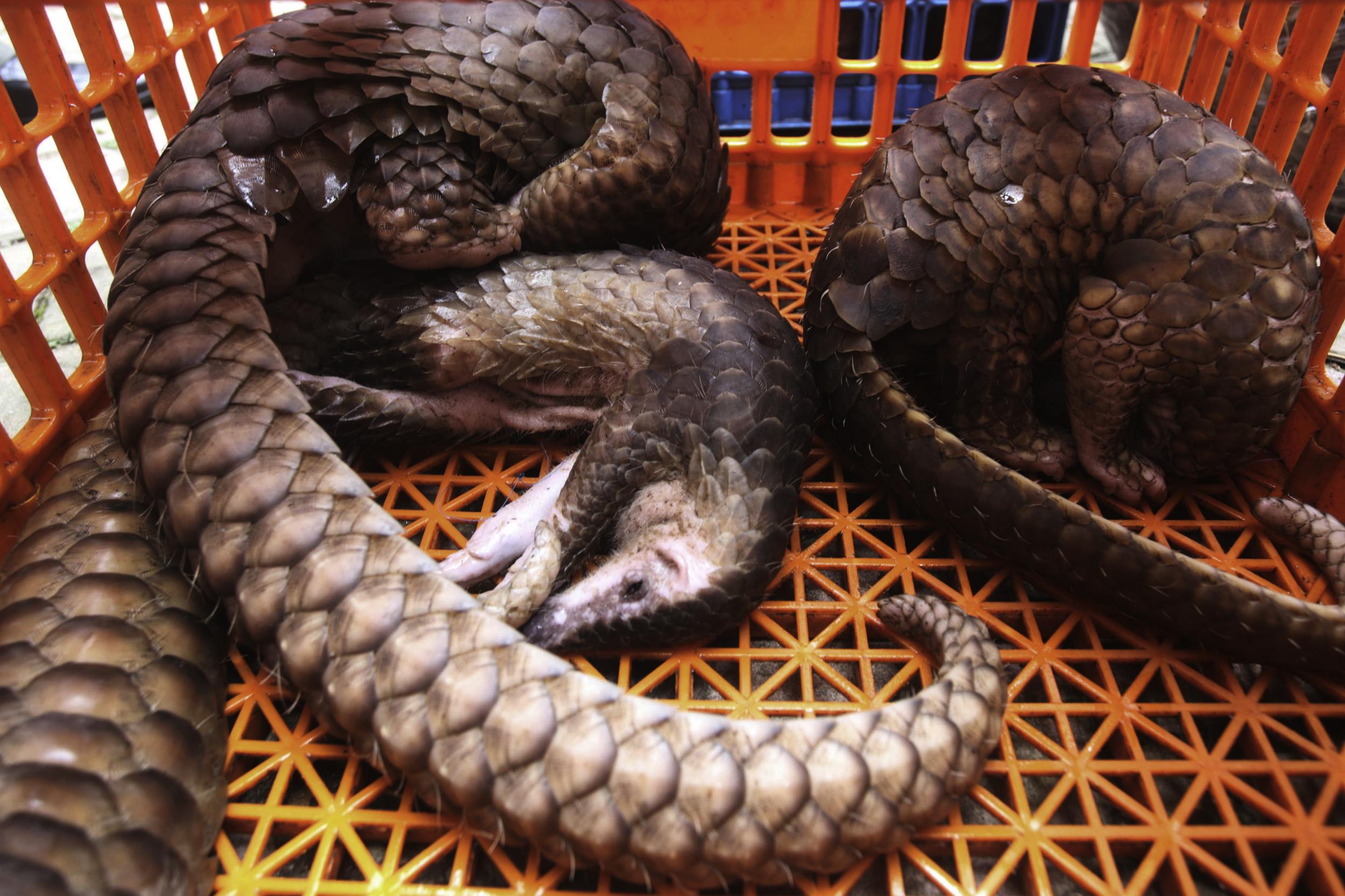 Illegal trade in pangolins is at a record high