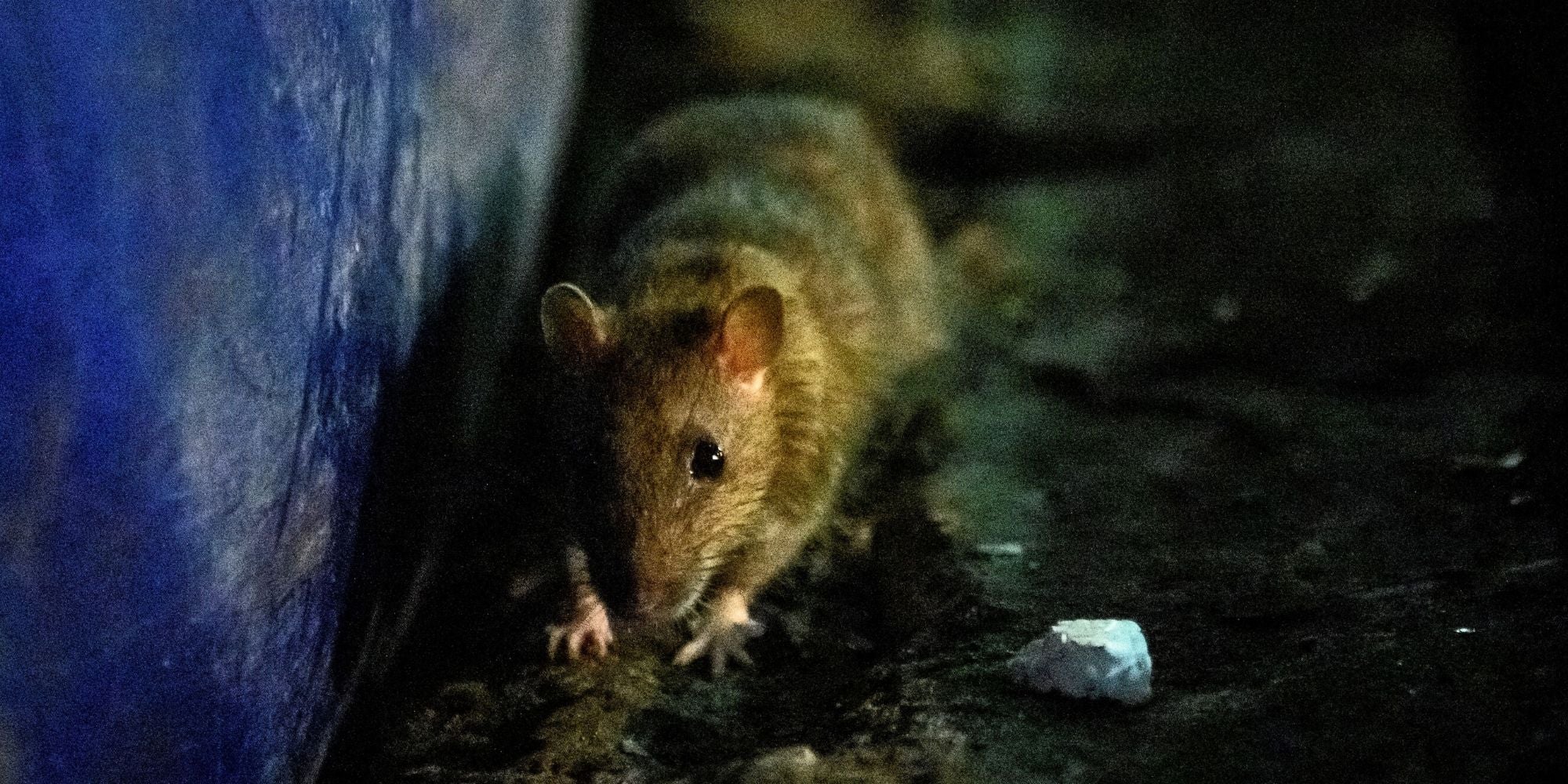 The virus is usually contracted by contact with food or household items which have been contaminated by the urine or faeces of infected rats