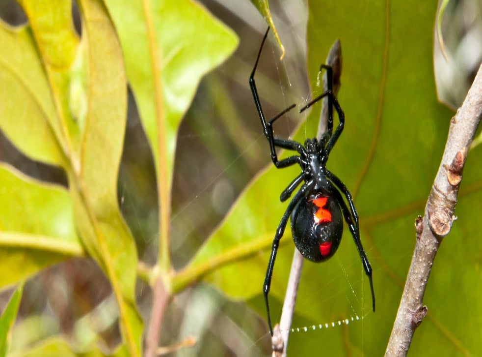 Spider-Man fans wind up in hospital after allowing a black widow to ...