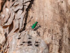 Threat to billions of ash trees by deadly beetle ‘could be thwarted’