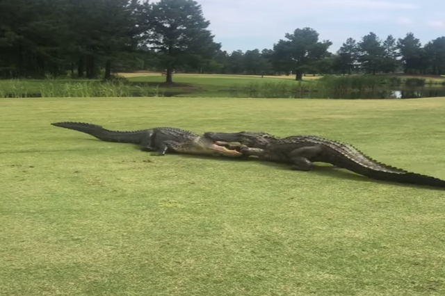 The two alligators fighting on the 18th hole