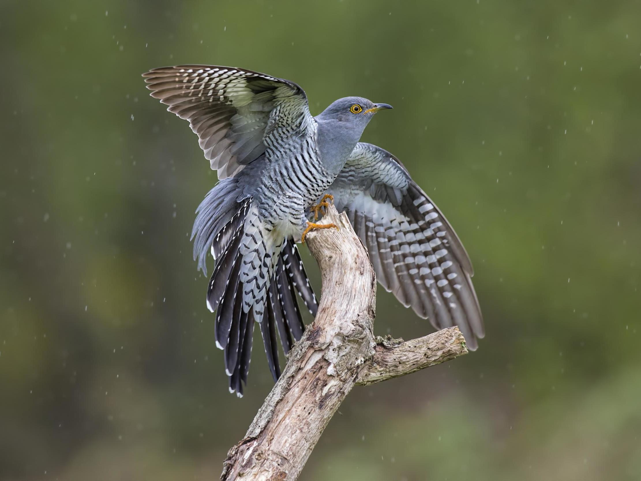A cuckoo lands on a branch in the rain