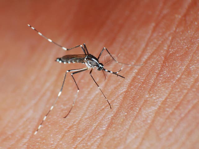 It is thought the Asian tiger mosquito was accidentally introduced to Europe in the 1970s