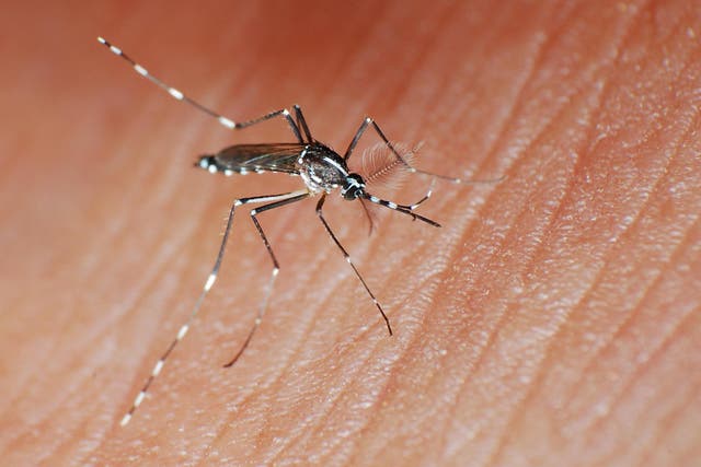 It is thought the Asian tiger mosquito was accidentally introduced to Europe in the 1970s