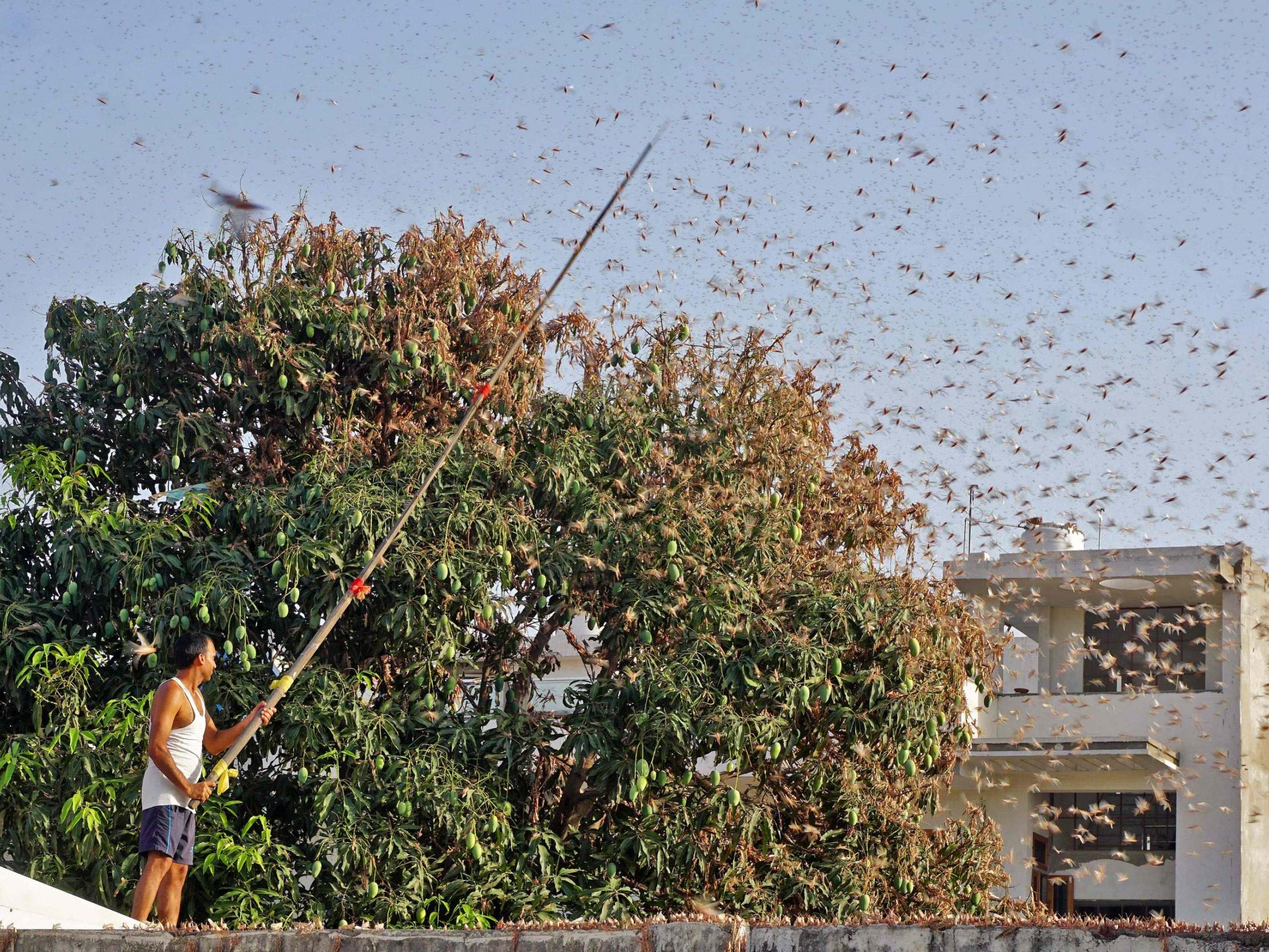 &apos;Overtaken by aliens&apos;: India facing worst locust attack in 25 years