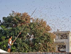 India facing worst locust attack in 25 years