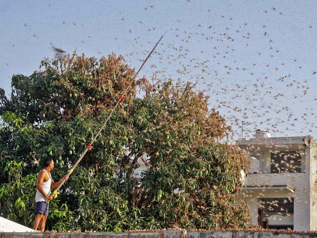 Jaipur met with an enormous swarm of locusts on Monday with many more expected