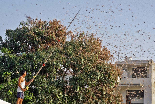 Jaipur met with an enormous swarm of locusts on Monday with many more expected