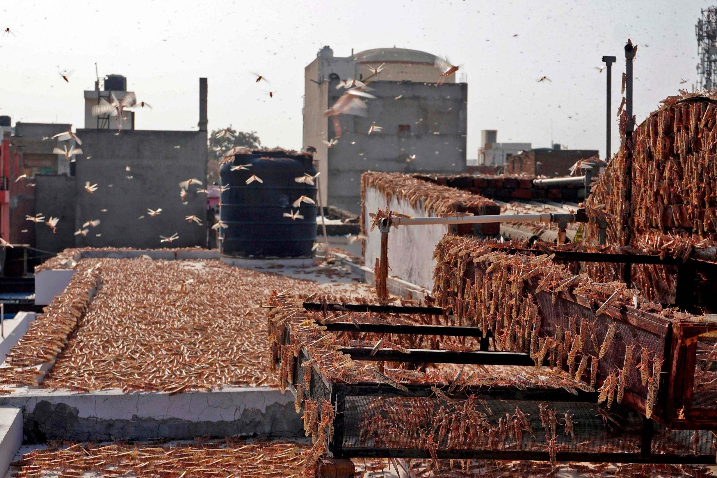 Locusts swarm on a residential building in Jaipur