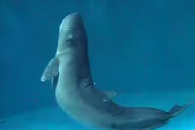 A sperm pygmy whale in the Marinepia-Matsushima aquarium