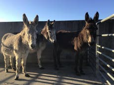 Donkey sanctuary inundated with abandoned animals during lockdown