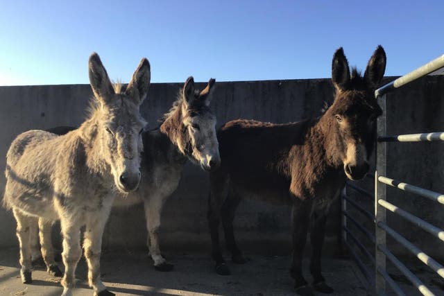 Donegal Donkey Sanctuary says it has taken in 22 animals since the pandemic took hold in Ireland