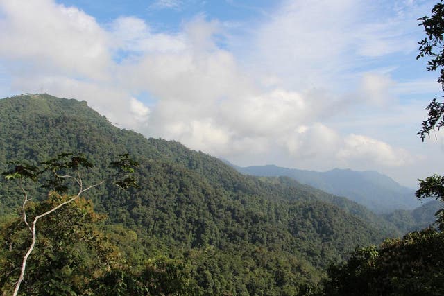 A view of the Serrania de las Quinchas forest in Colombia