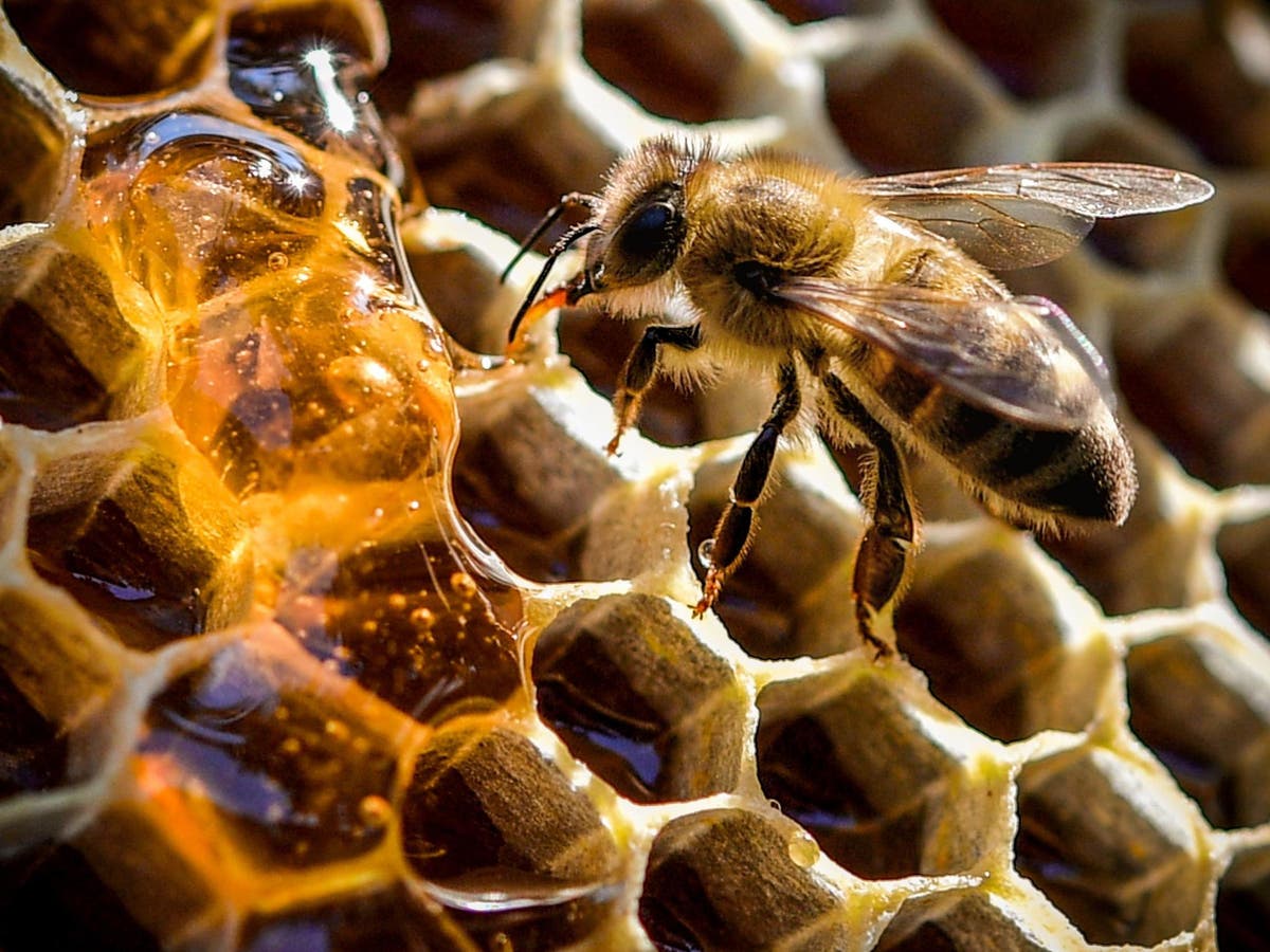 Honeybee hives to be destroyed after contagious infection discovered