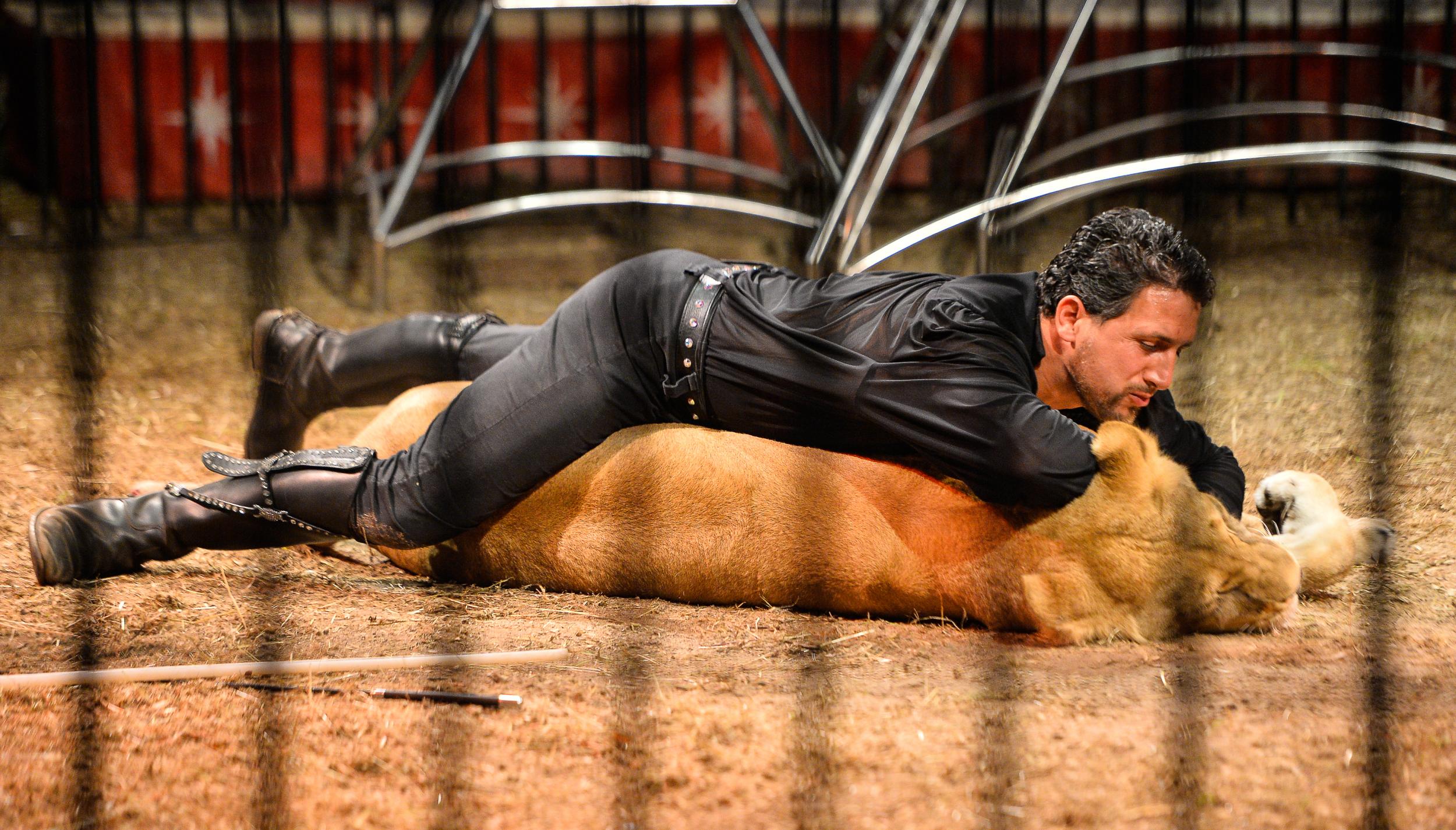 Rony Vassallo performs with one of the lions (AFP/Getty)