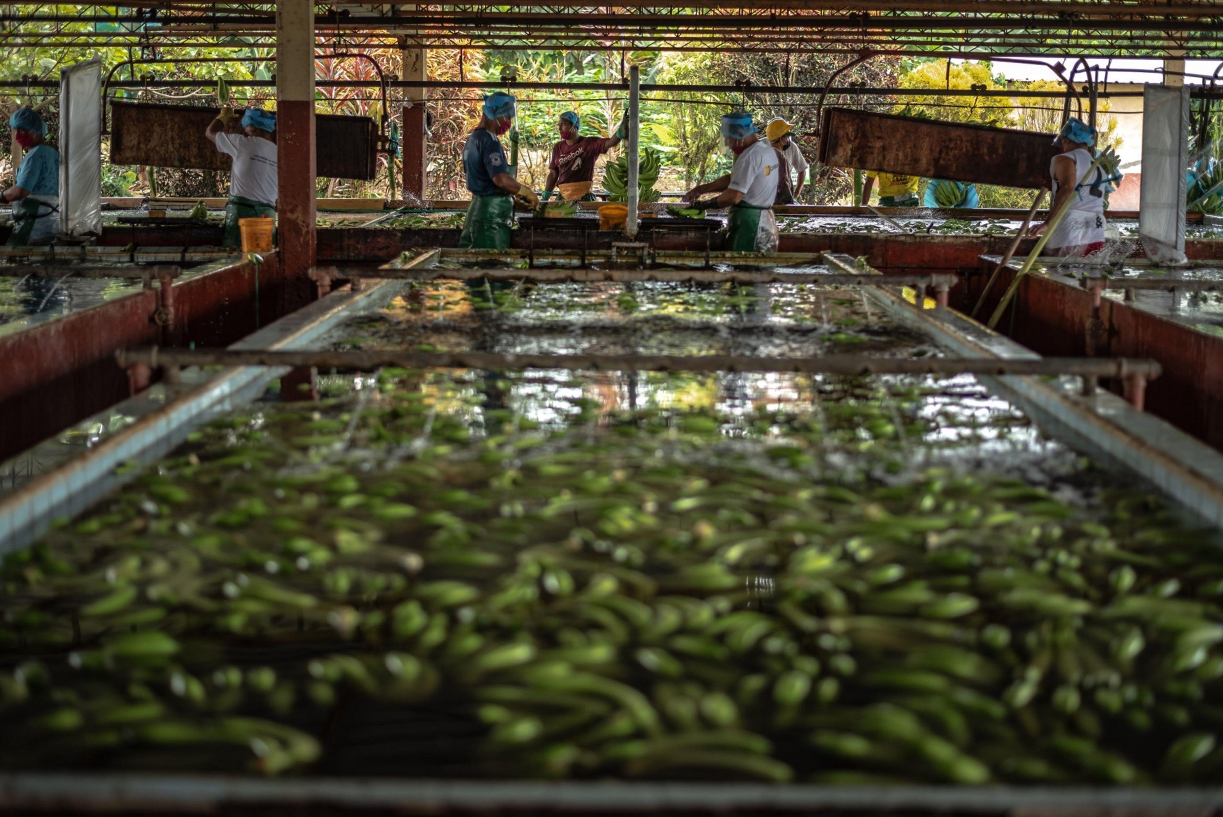 Harvested bananas sit in large baths to wash off the latex that comes from the freshly cut clusters