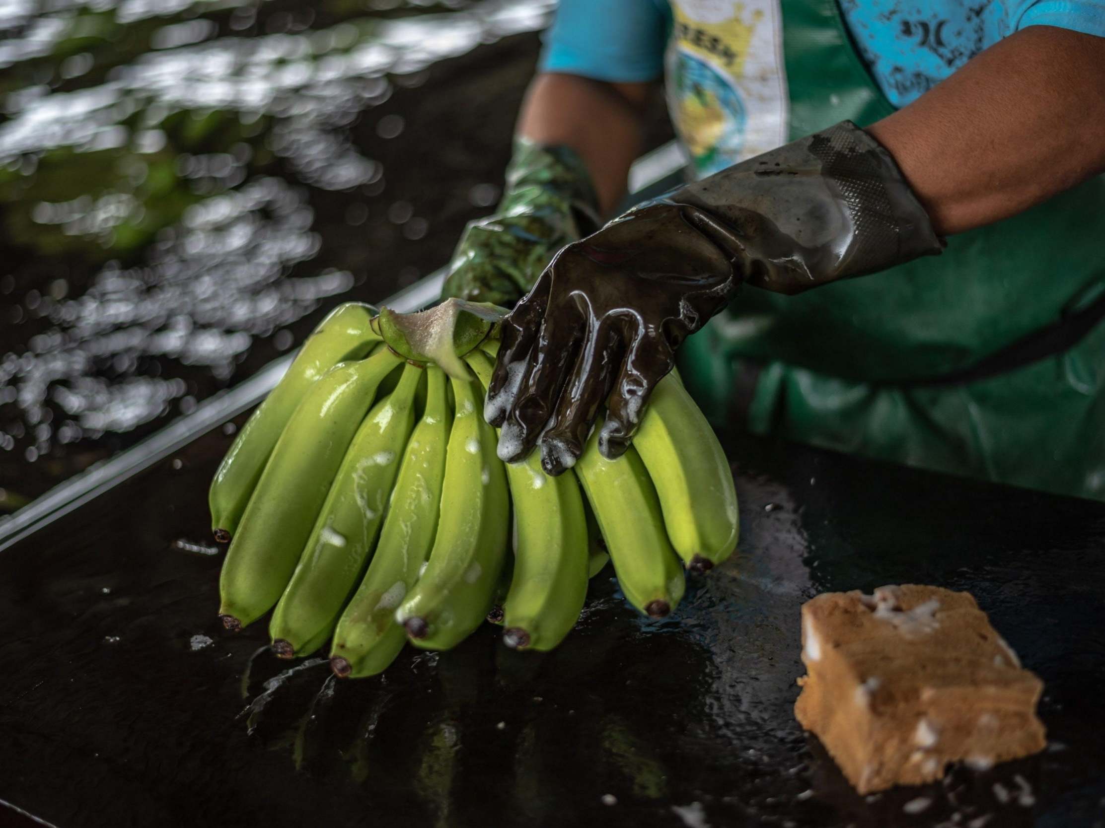 Clean of the crop: bunches of the fruit are hand washed with detergent to remove any insects and residual contamination on a plantation in Milagro, Ecuador