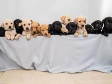 Labrador gives birth to 14 puppies, ‘one of the biggest litters ever’